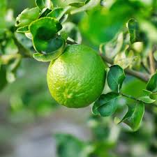 Picture of Lime Limon