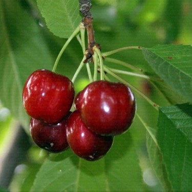 Picture of Sweet Heart Kirazı