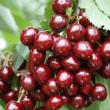 Picture of Kiraz Fidanı