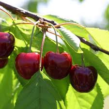 Picture of Kordia (cordia)