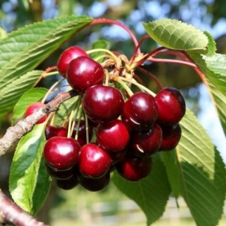 Picture of North Wonder