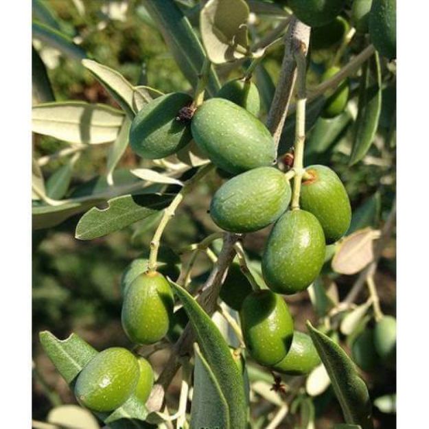 Delice Aşılı Cekişte resmi