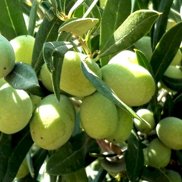 Picture of Aşılı Domat Zeytin