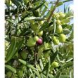 Picture of Aşılı Gemlik(Trilye) Zeytin