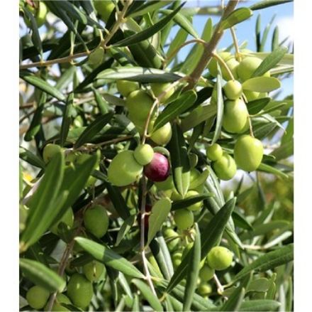 Picture of Aşılı Gemlik(Trilye) Zeytin