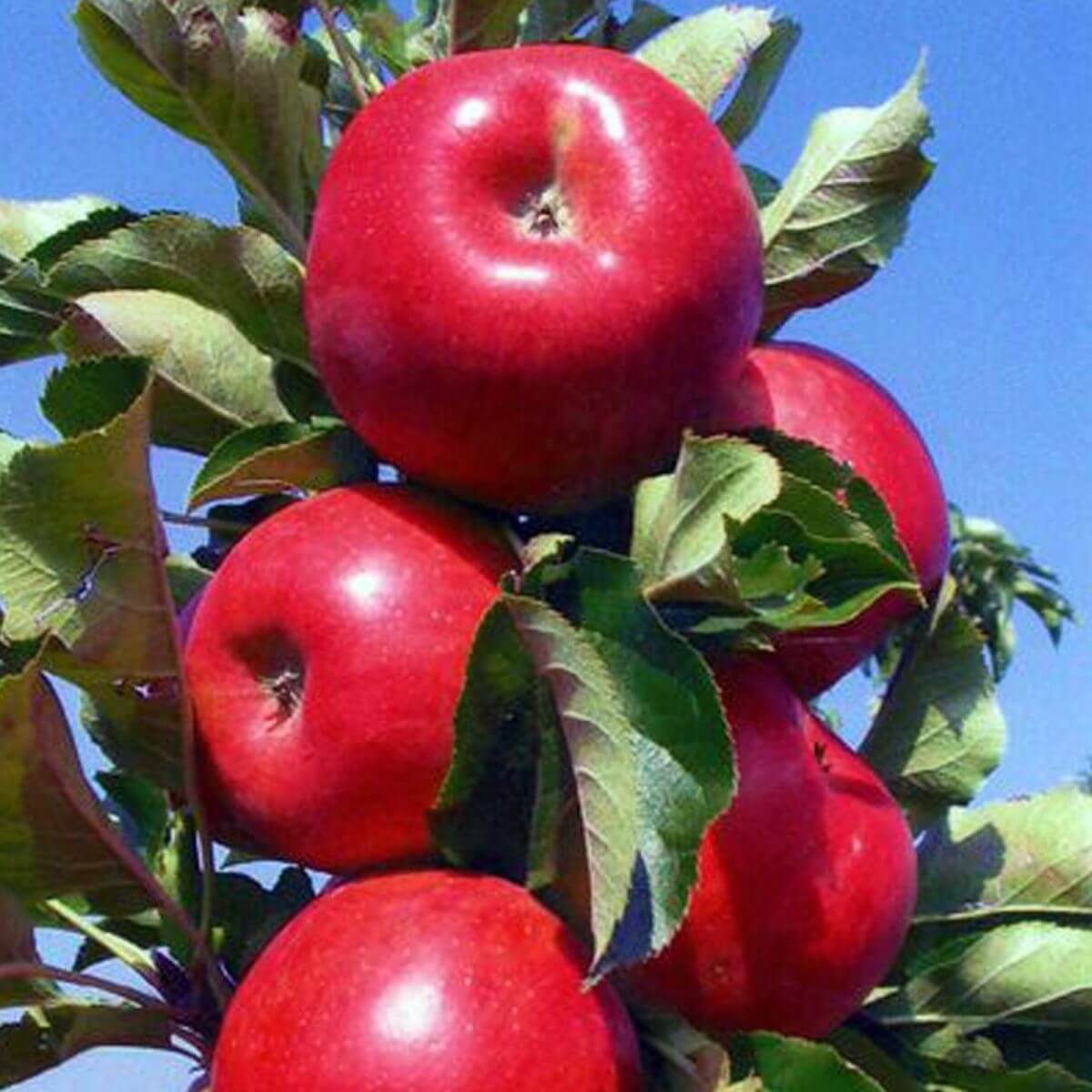 Picture of Kırmızı Elma