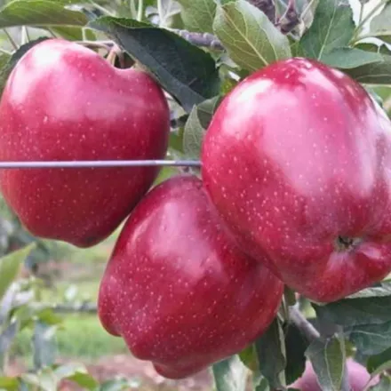 Picture of Star Crimson Delicious Elma