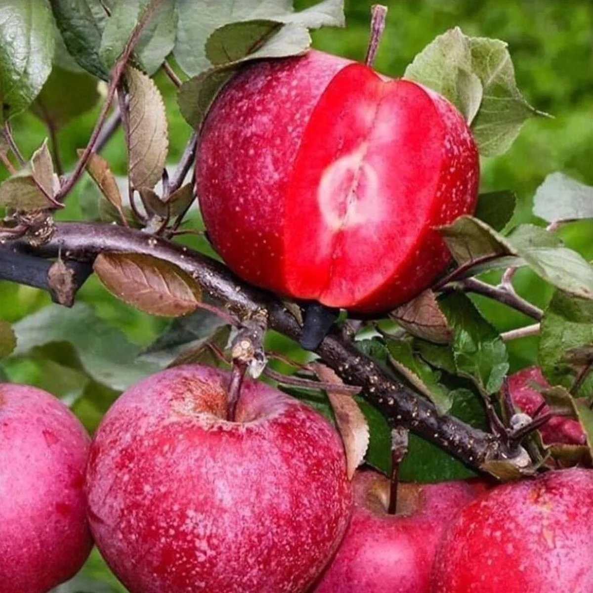 Picture of İçi Dışı Kırmızı Elma