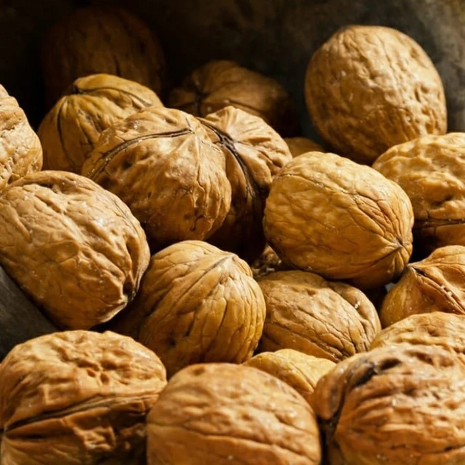 Picture of Ceviz Fidanı