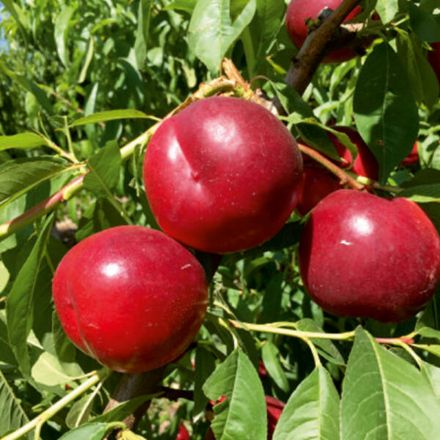 Picture of Nektarin Fidanı