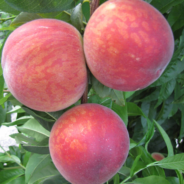 Picture of Seftali Fidanı