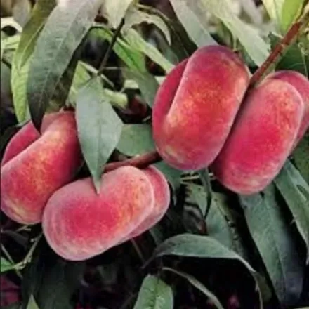 Picture of Domat Seftali