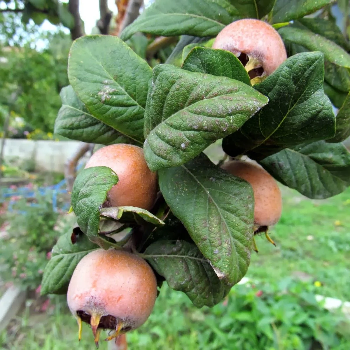 Picture of Muşmula Fidanı