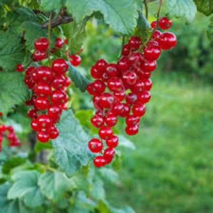 Picture of Kırmızı Frenk Uzüm