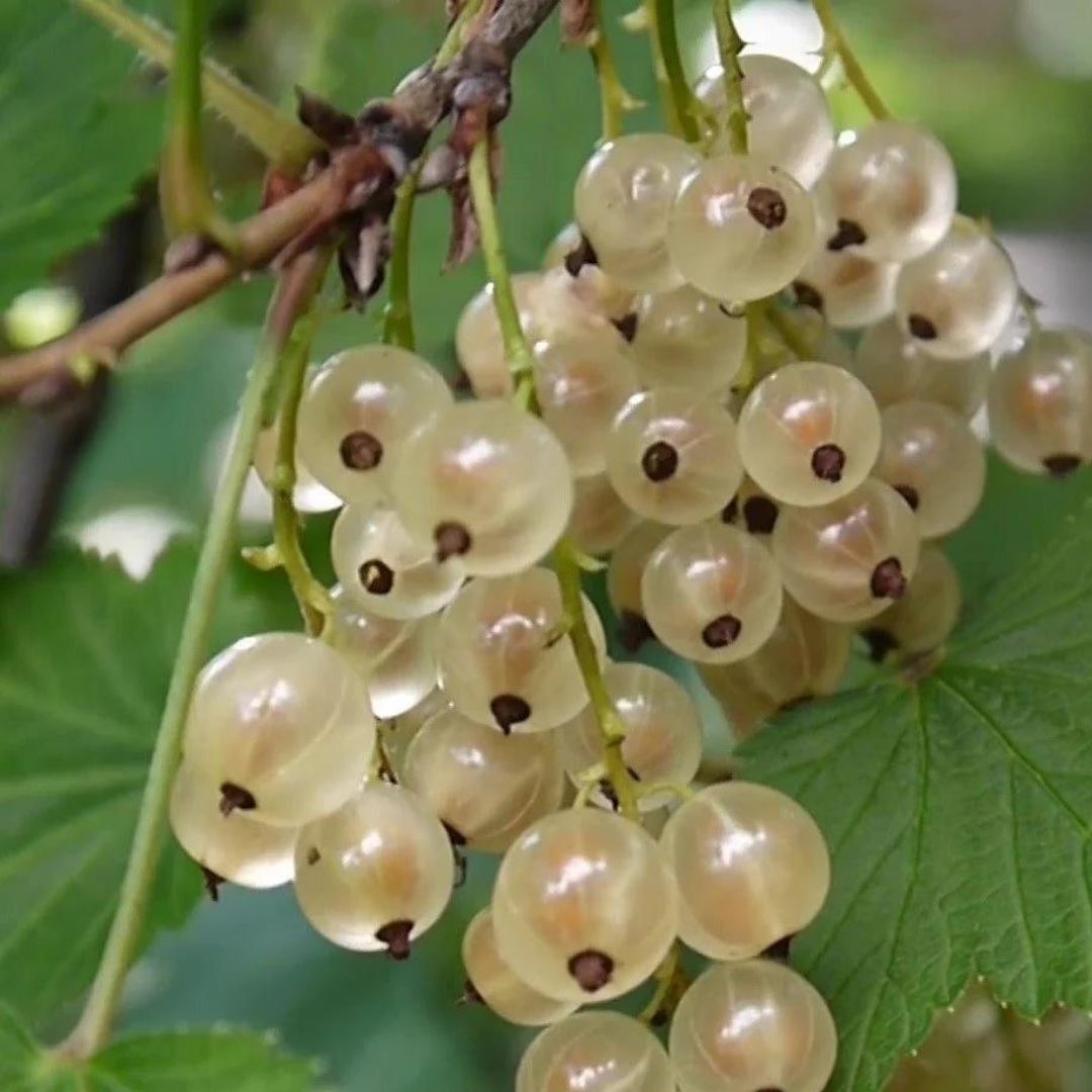 Picture of Beyaz Frenk Uzüm