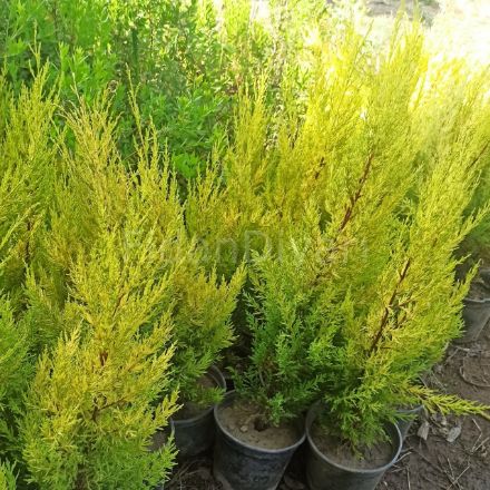 Picture of Limon Servi