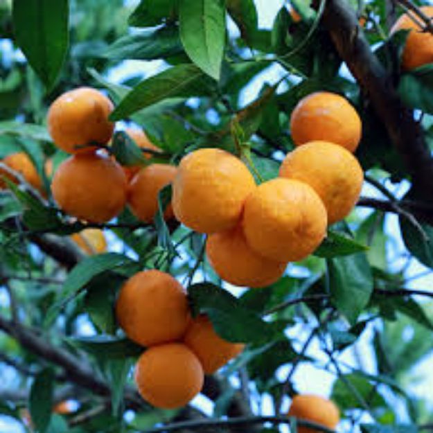 Klemantin Mandalin resmi