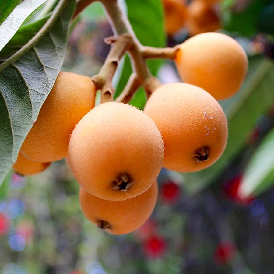 Picture of Yeni Dünya (Malta Eriği) Fidanı
