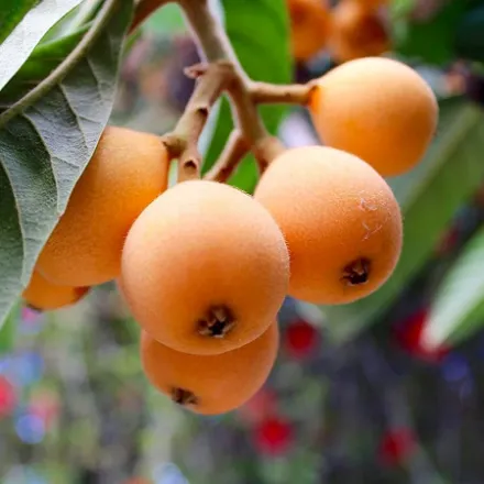 Picture of Yeni Dünya (Malta Eriği) Fidanı