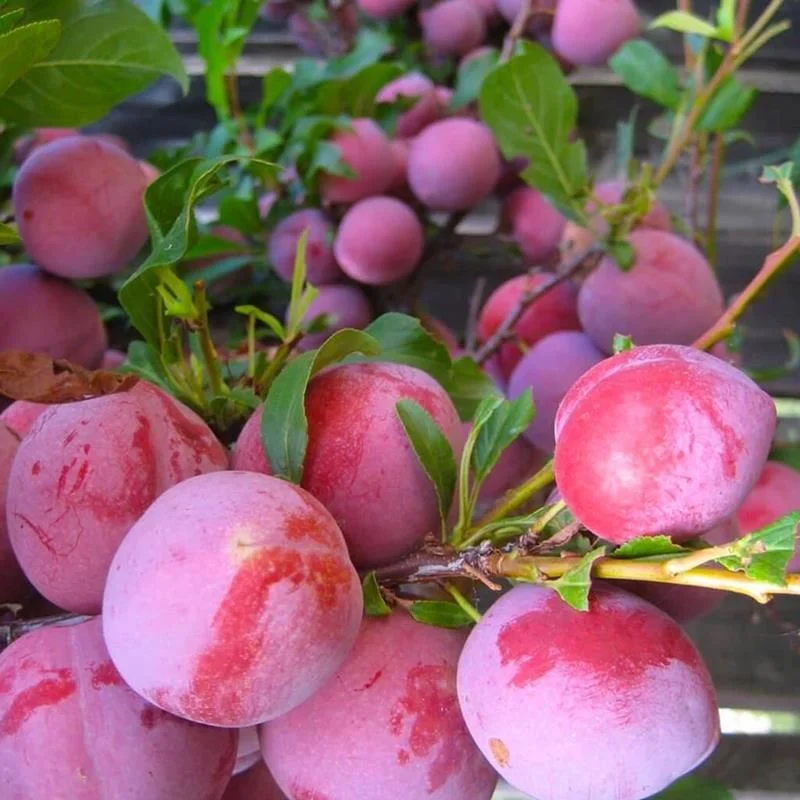 Picture of Santa Rosa Erik