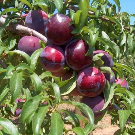 Picture of Show Time Erik