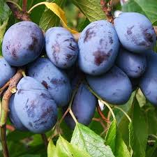 Picture of Birton-Stanley Erik