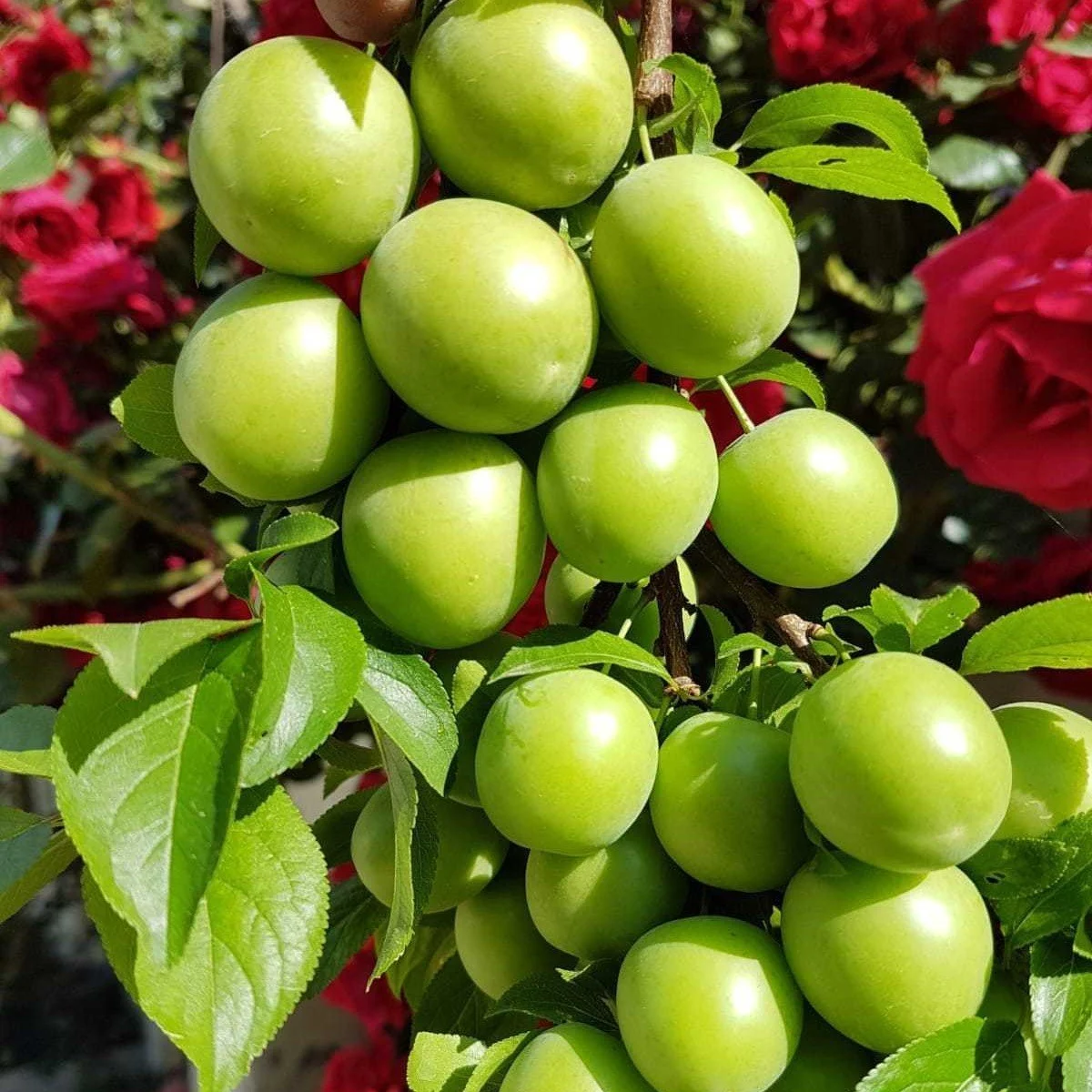 Picture of Agustos-Geççi Papaz