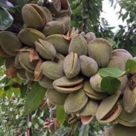 Picture of Badem Fidanı