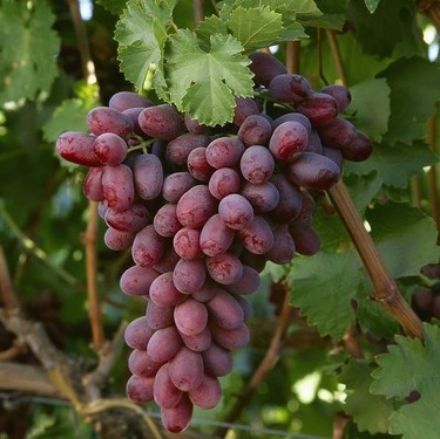 Picture of Crimson Seedless Uzum