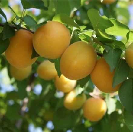 Picture of Iğdır Salak Kayısı