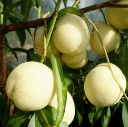 Beyaz Tüysüz Nektarin resmi