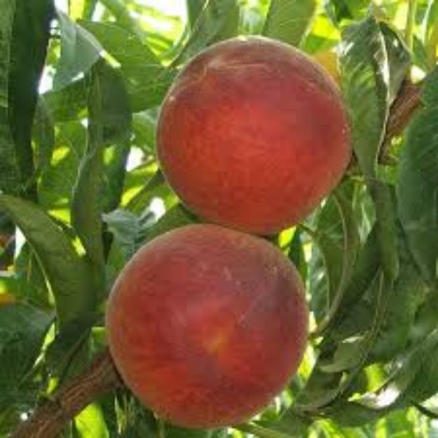 Elegant Lady Seftali resmi